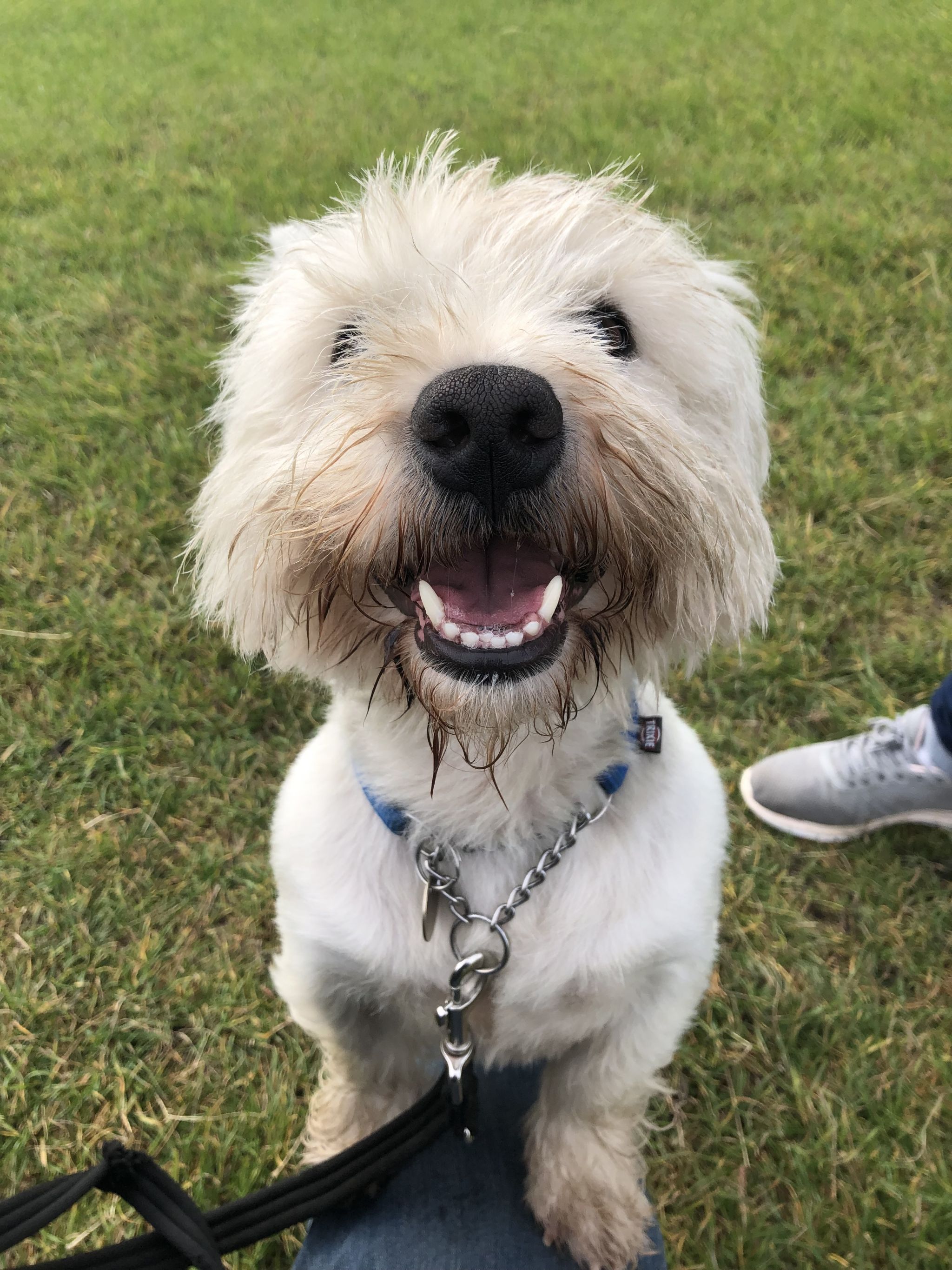 Meet Robbie! Adopting a westie from Brysons Animal Shelter