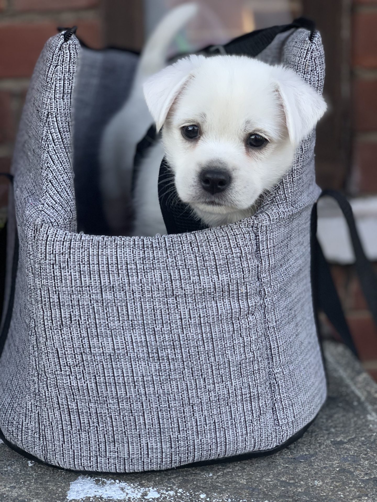 westie puppy in a me and my pets dog travel bag