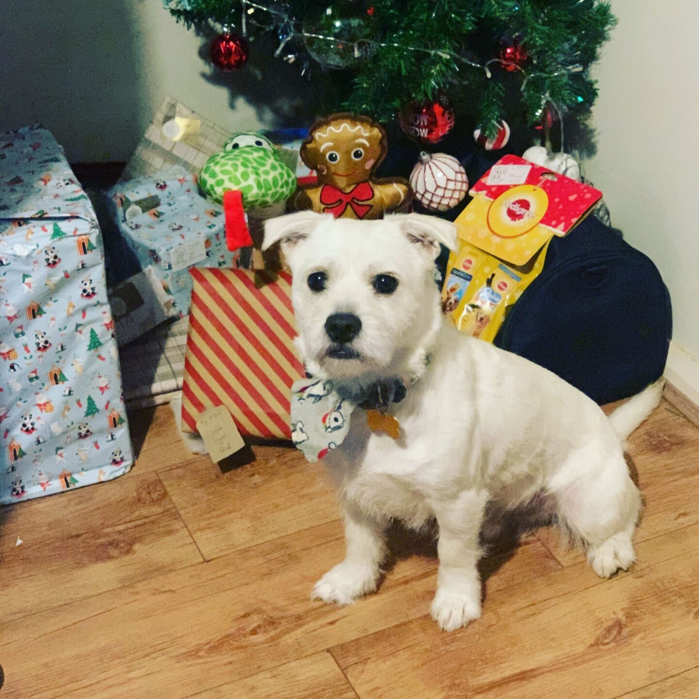 westie dog sitting next to a pile of dog toys and treats