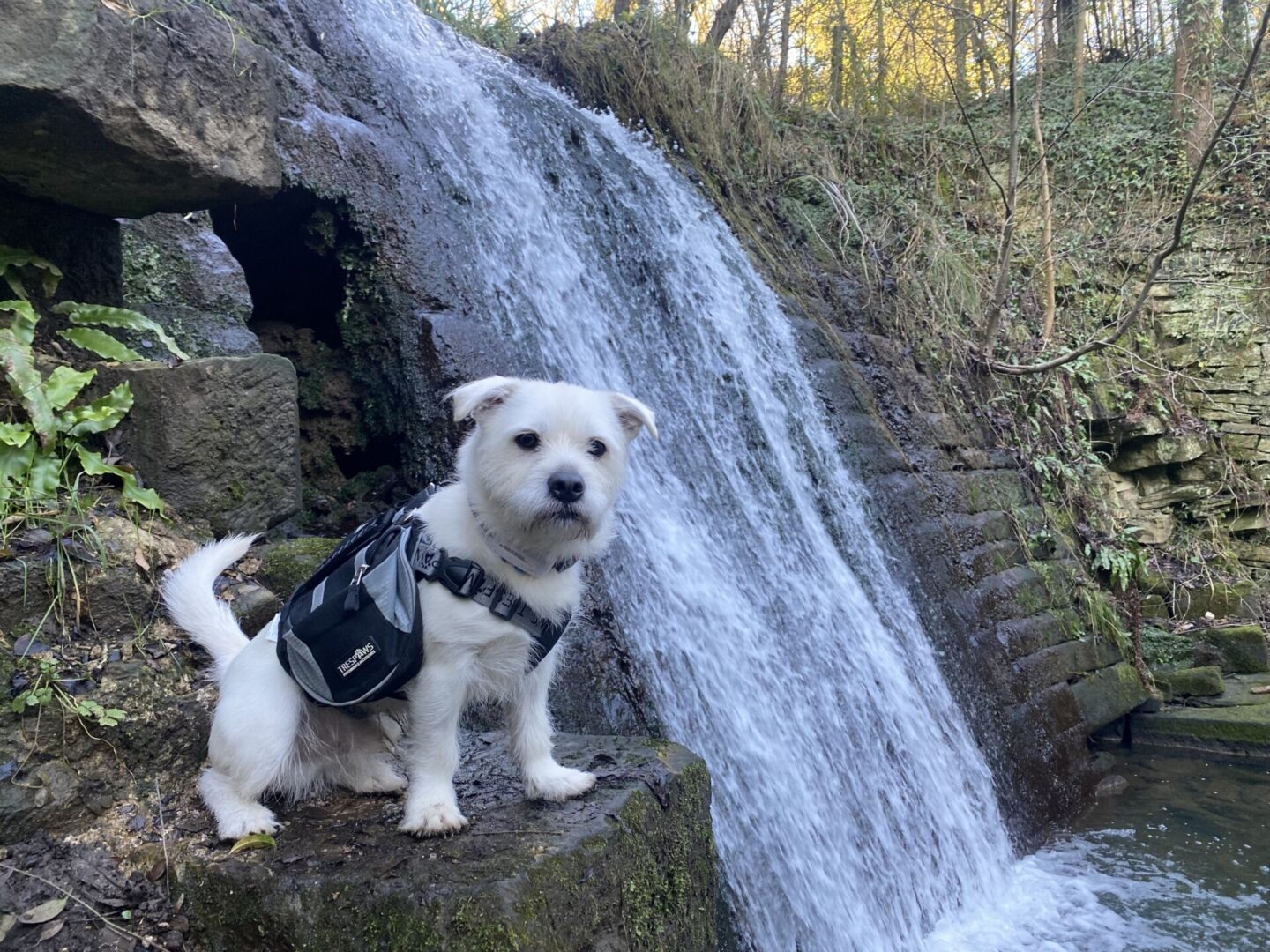 Westie dog sat by a waterfall wearing the trespaws small dog backpack harness in snooper black.
adventure dog harness
outdoor dog
countryside
